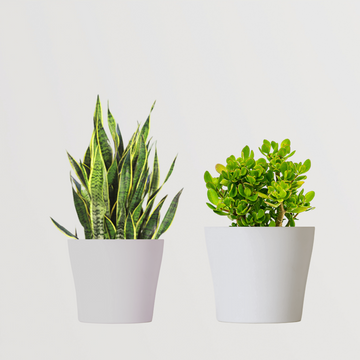 Twin lucky plant combo